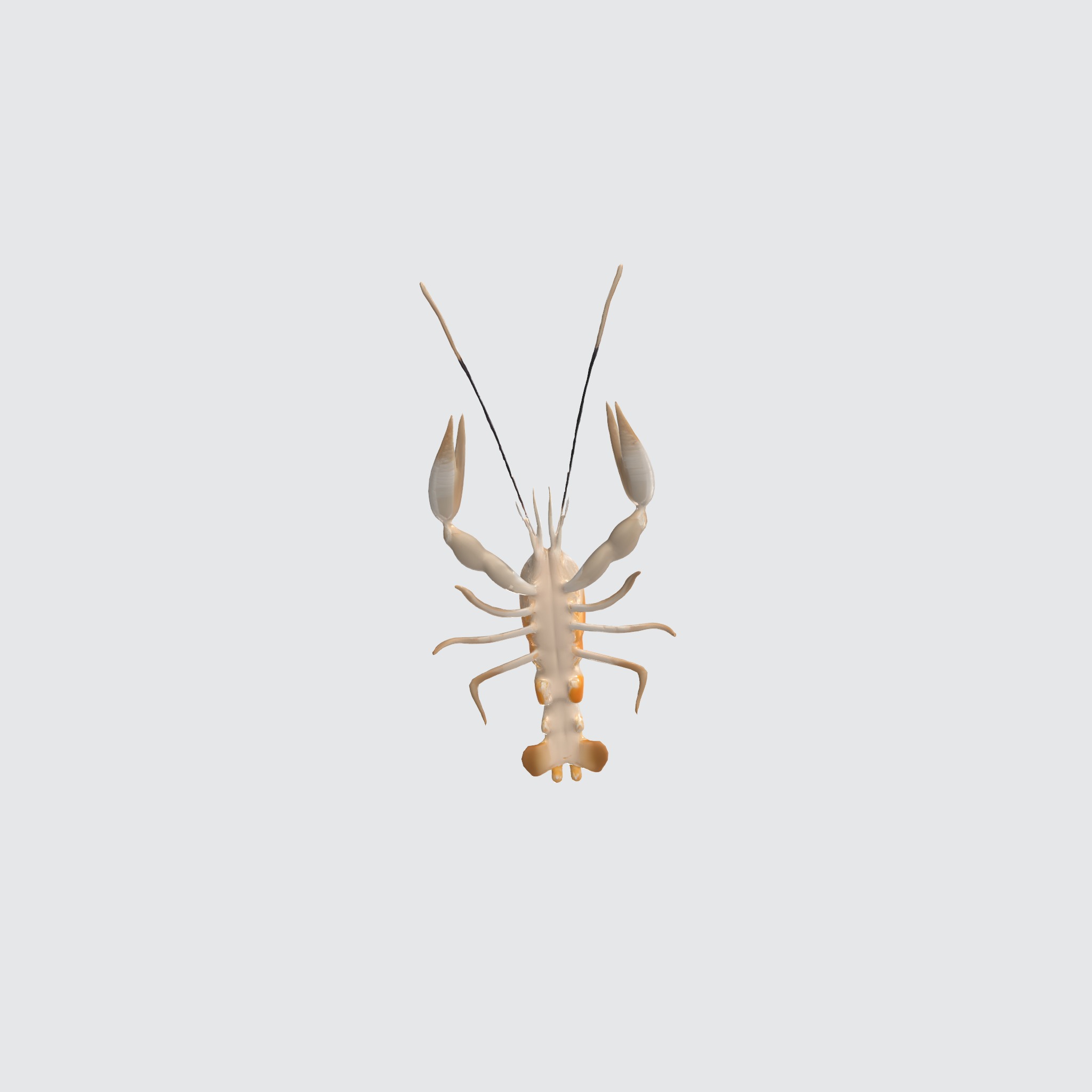 river lobster 3D model_4