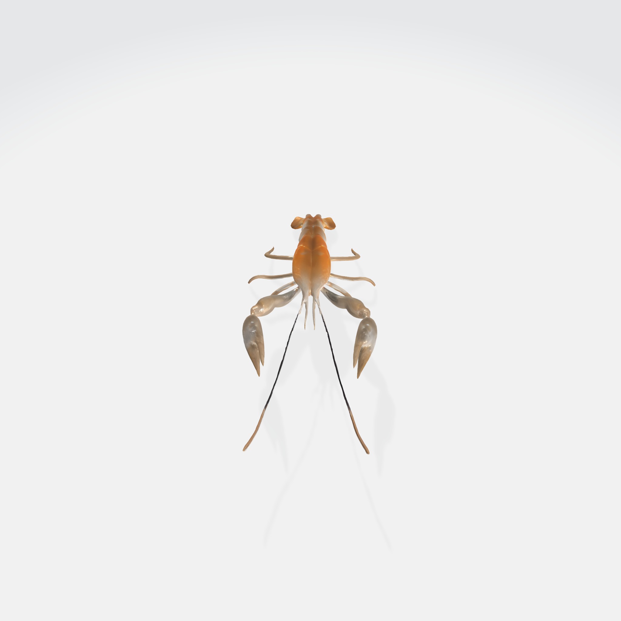 river lobster 3D model_1