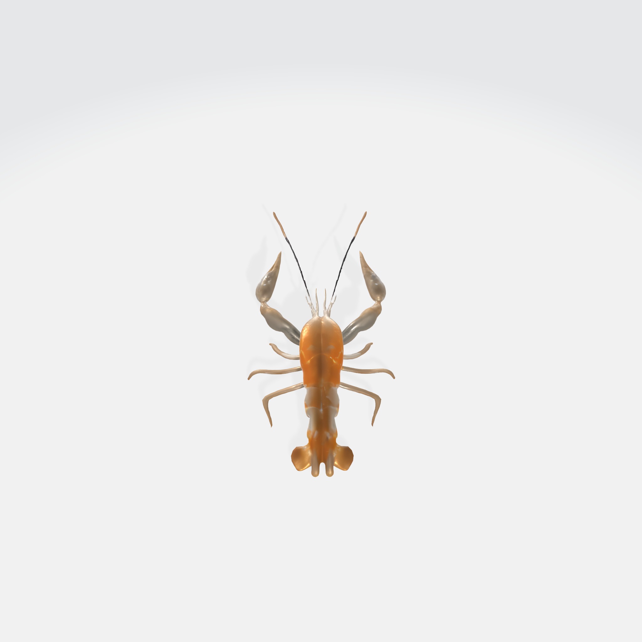 river lobster 3D model_3