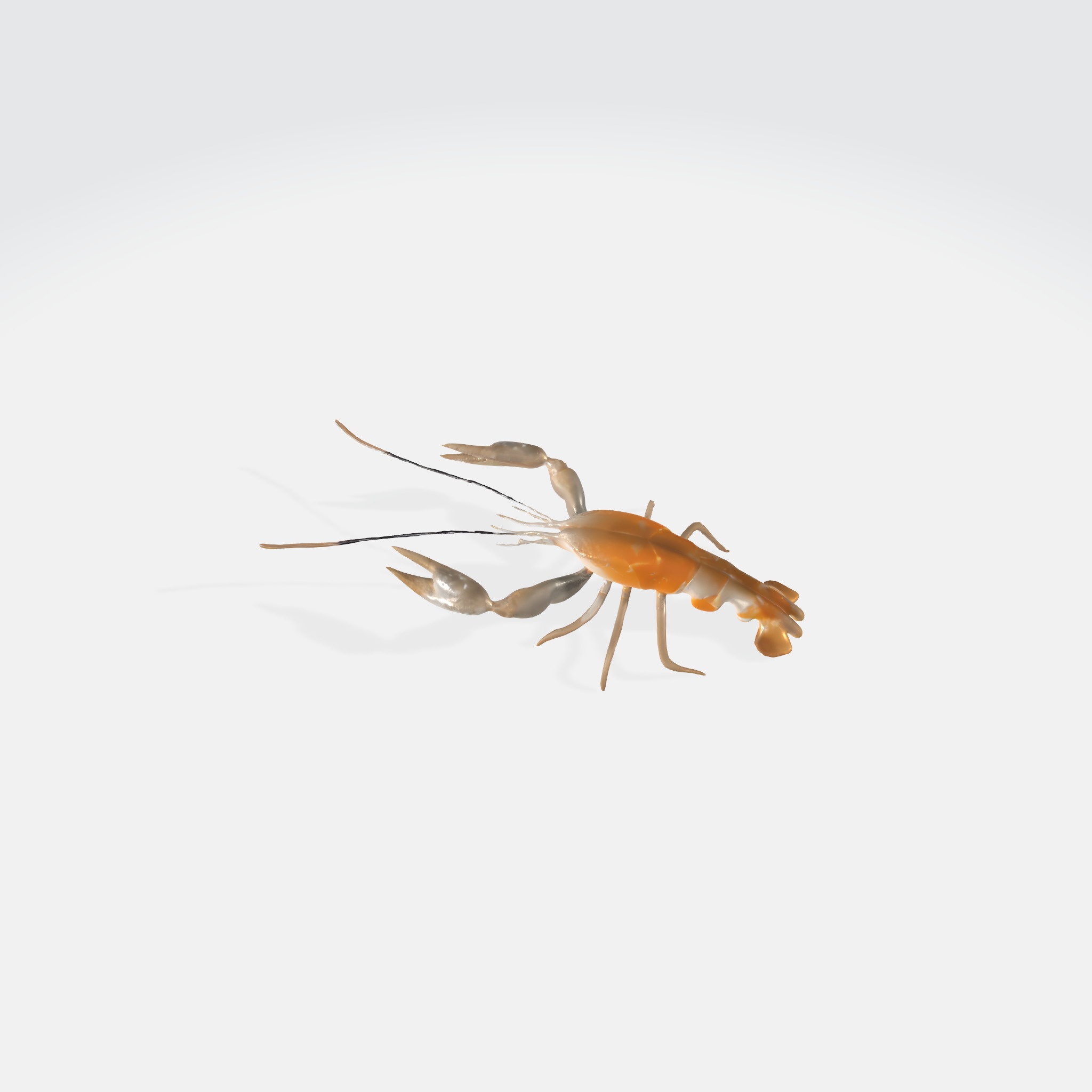 river lobster 3D model_2