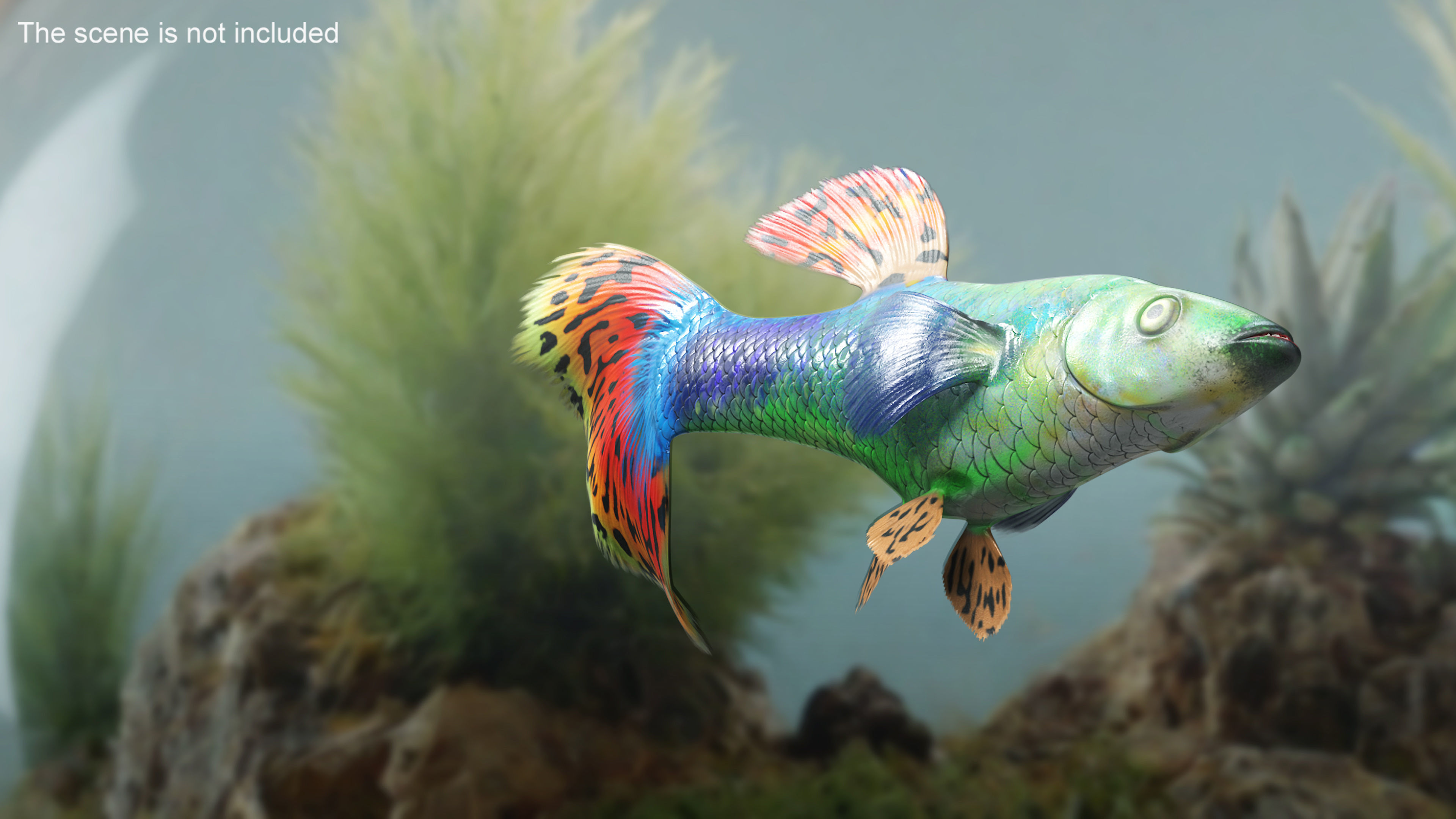 Guppy Fish Red Dragon Rigged 3D model