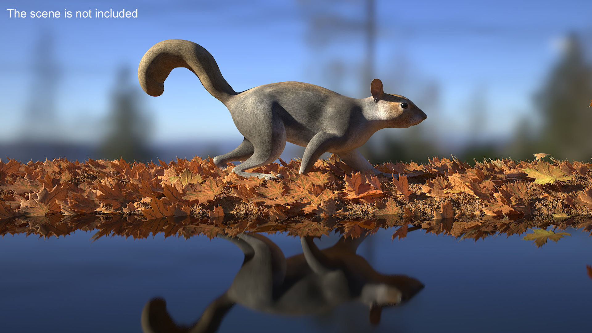 Gray Squirrel Rigged 3D model