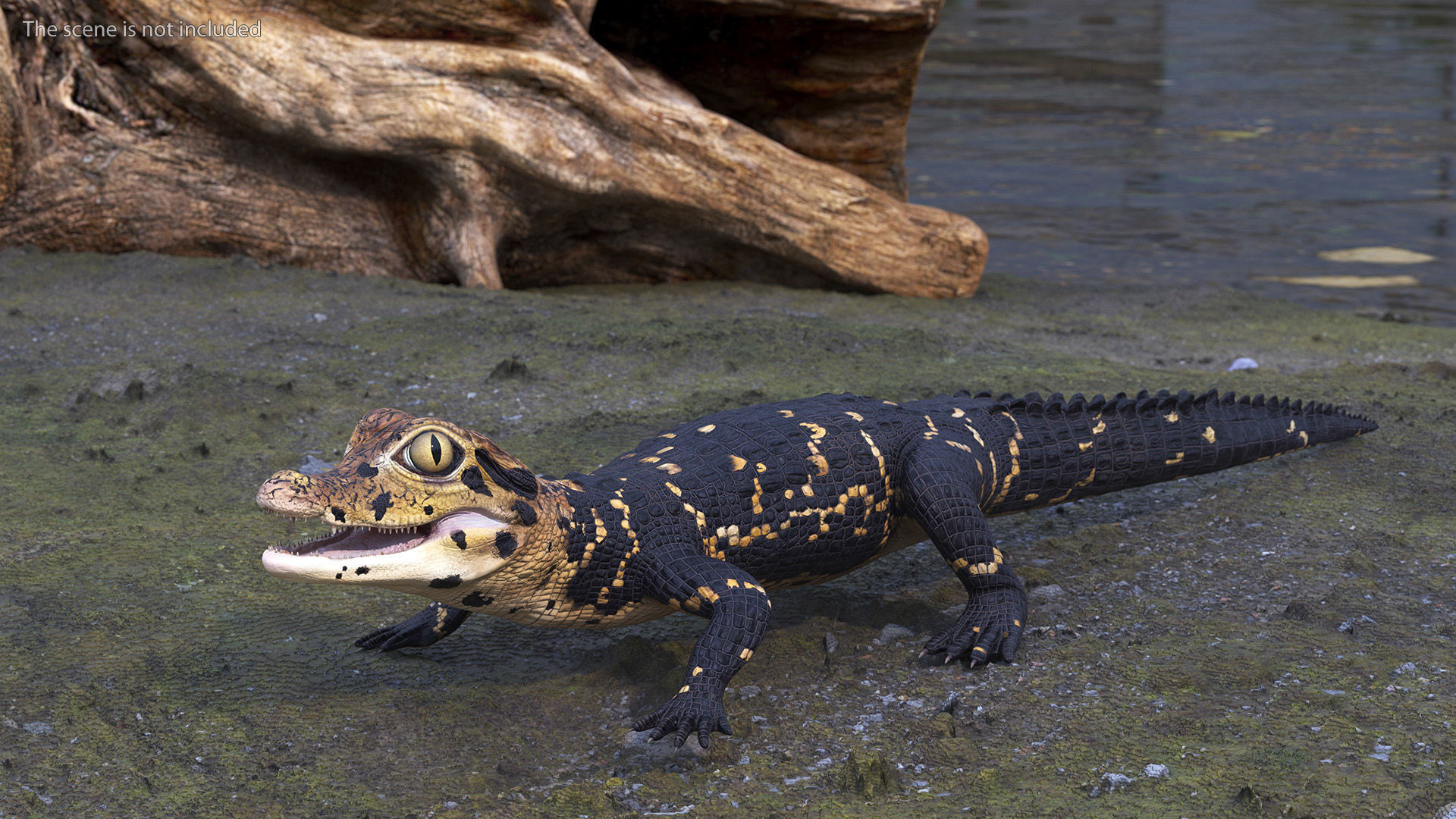 Black Caiman Baby Rigged for Cinema 4D 3D model