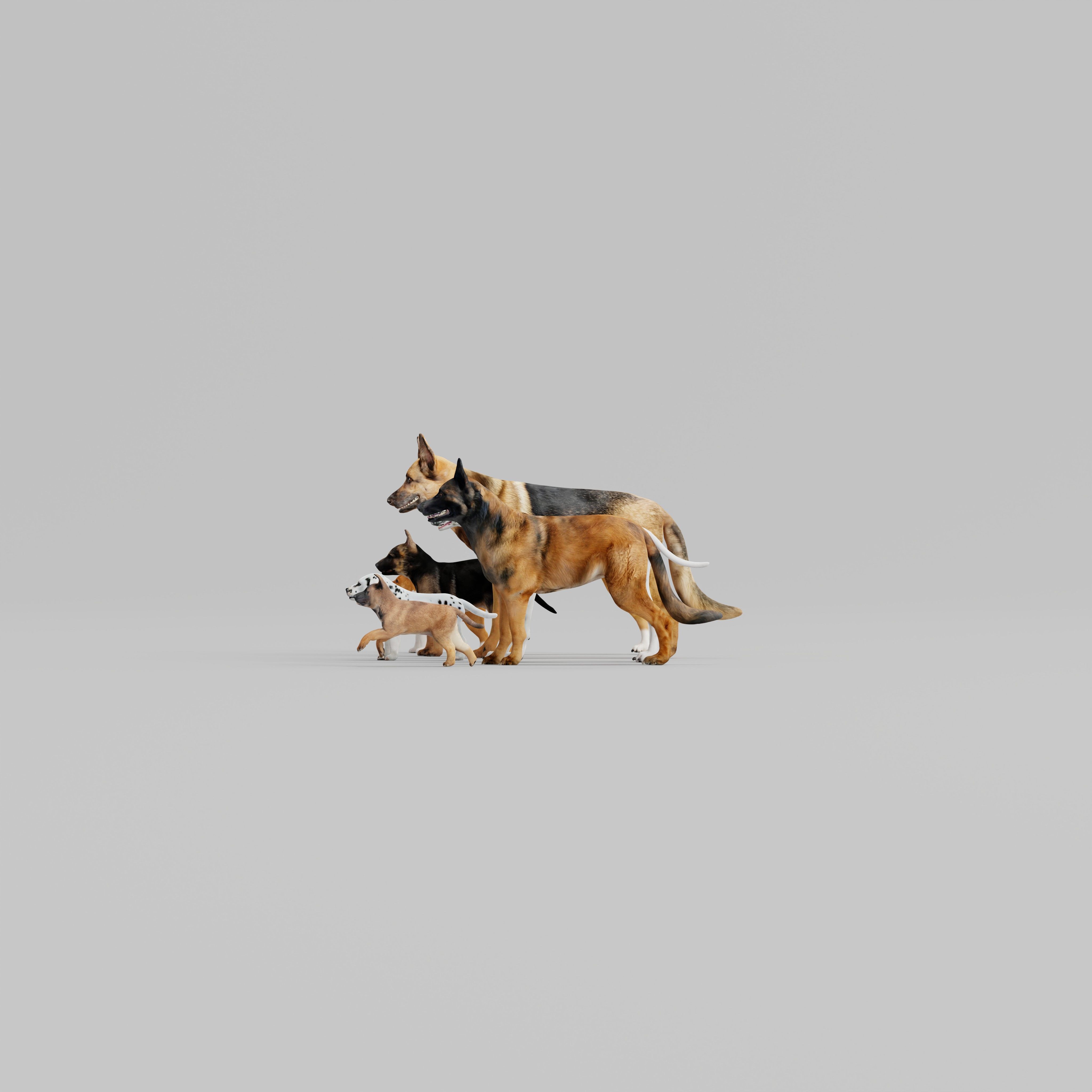 Dogs Family Assets Bundle  Low-poly 3D model_4