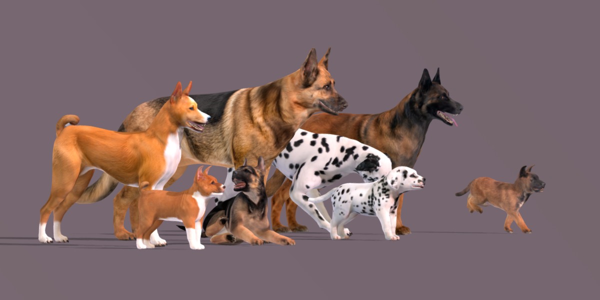 Dogs Family Assets Bundle  Low-poly 3D model_41