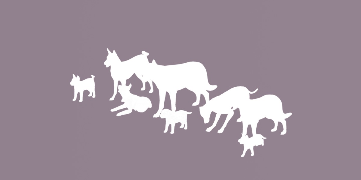 Dogs Family Assets Bundle  Low-poly 3D model_16