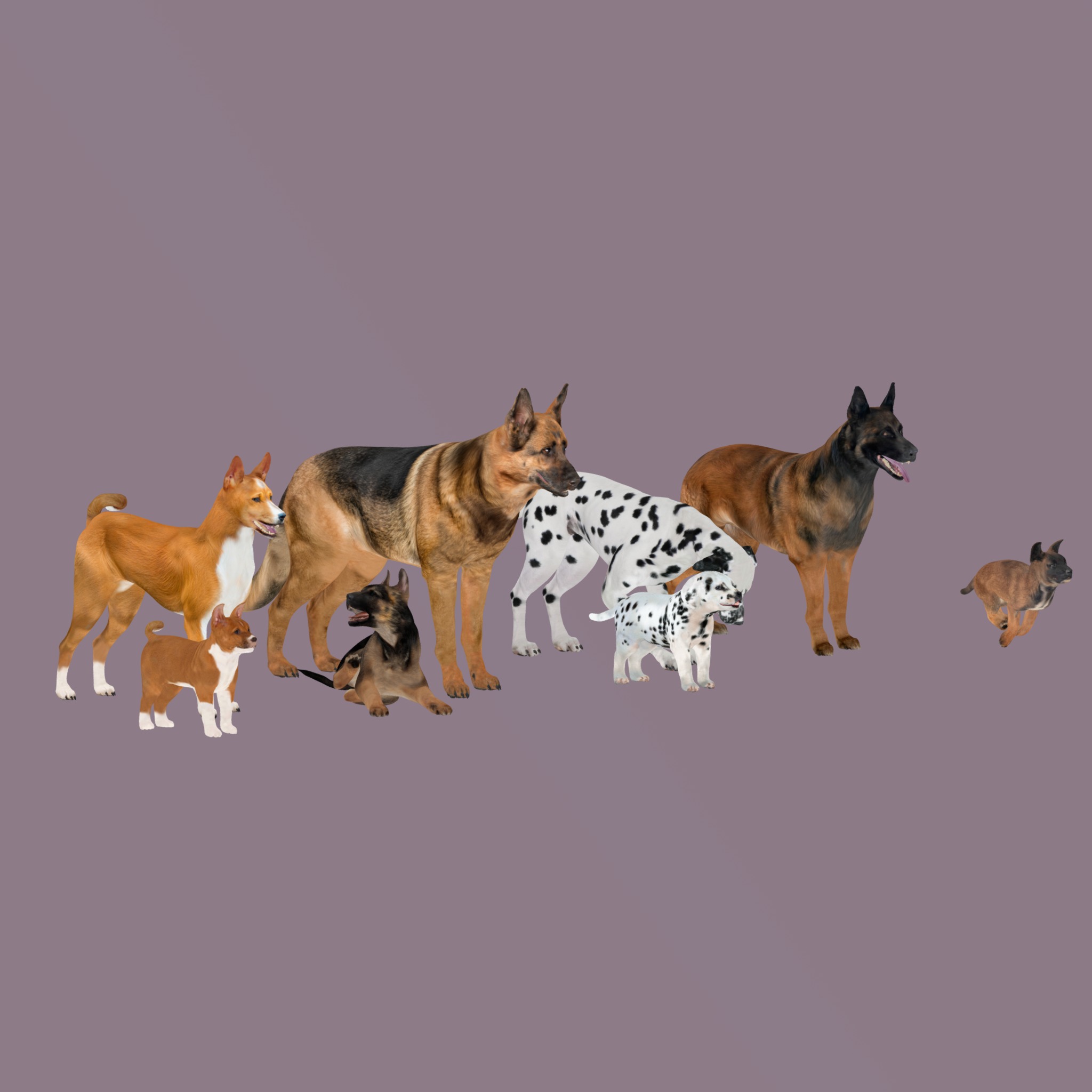 Dogs Family Assets Bundle  Low-poly 3D model_40