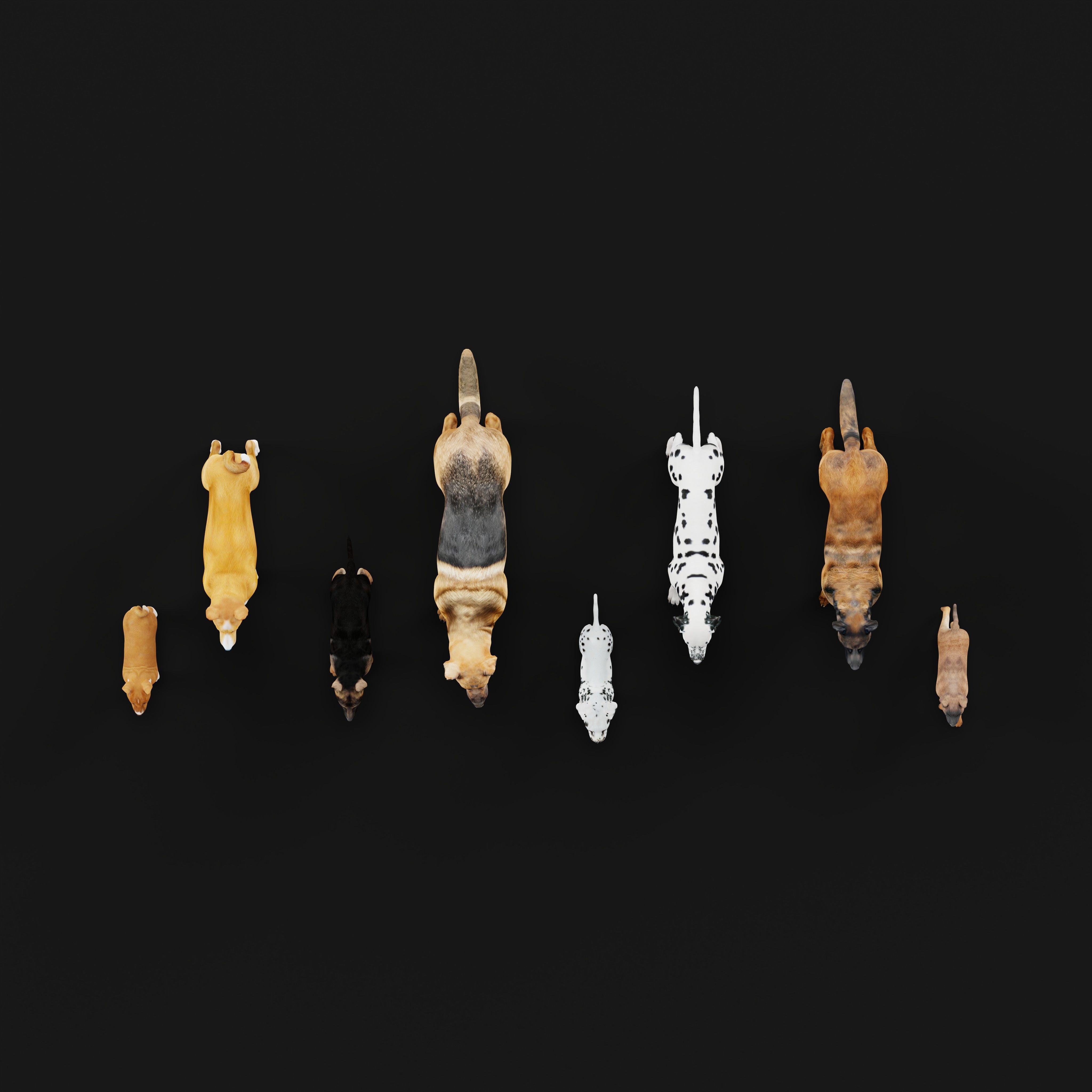 Dogs Family Assets Bundle  Low-poly 3D model_13