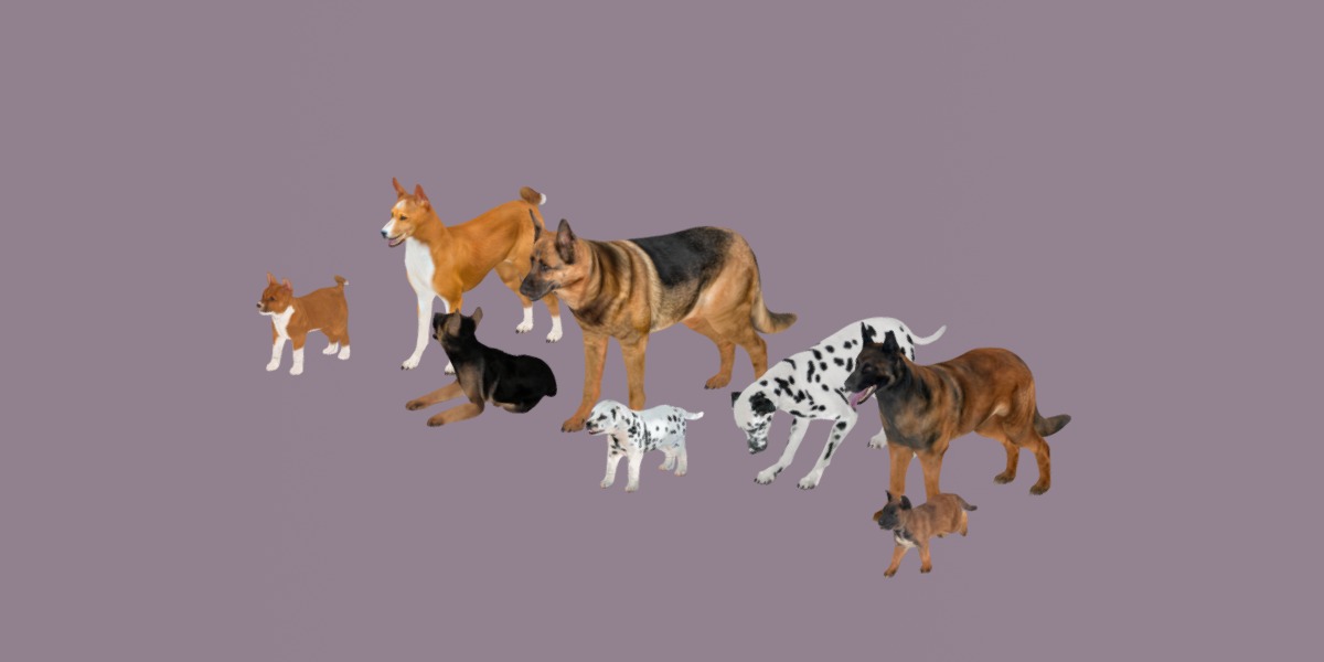 Dogs Family Assets Bundle  Low-poly 3D model_15