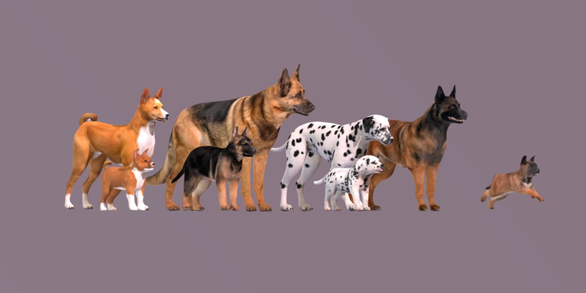 Dogs Family Assets Bundle  Low-poly 3D model_38