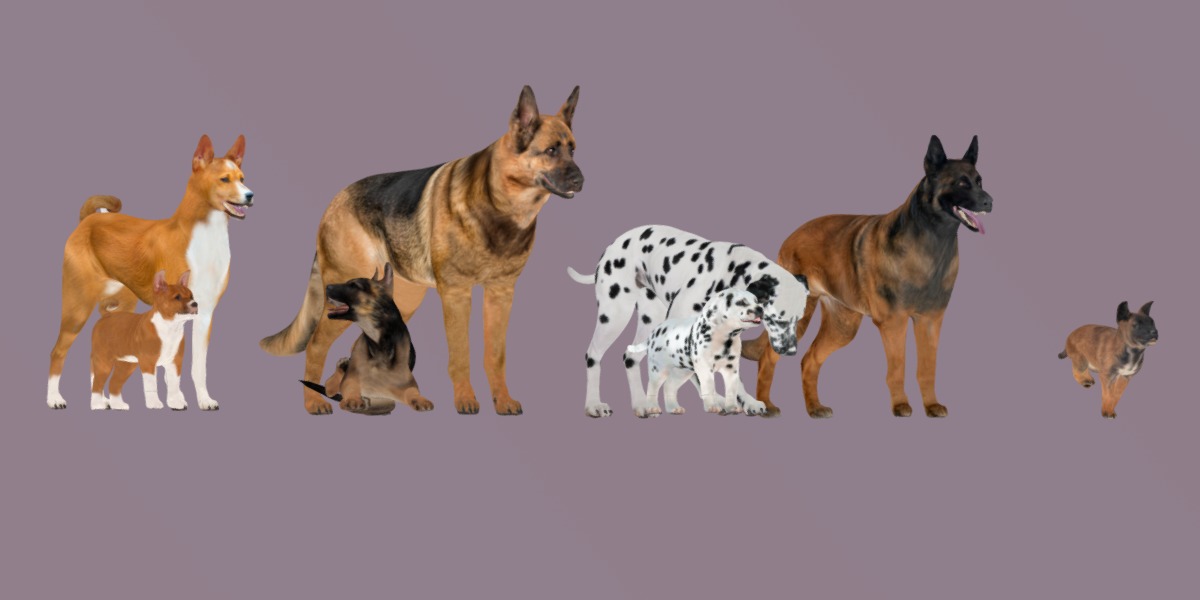 Dogs Family Assets Bundle  Low-poly 3D model_32