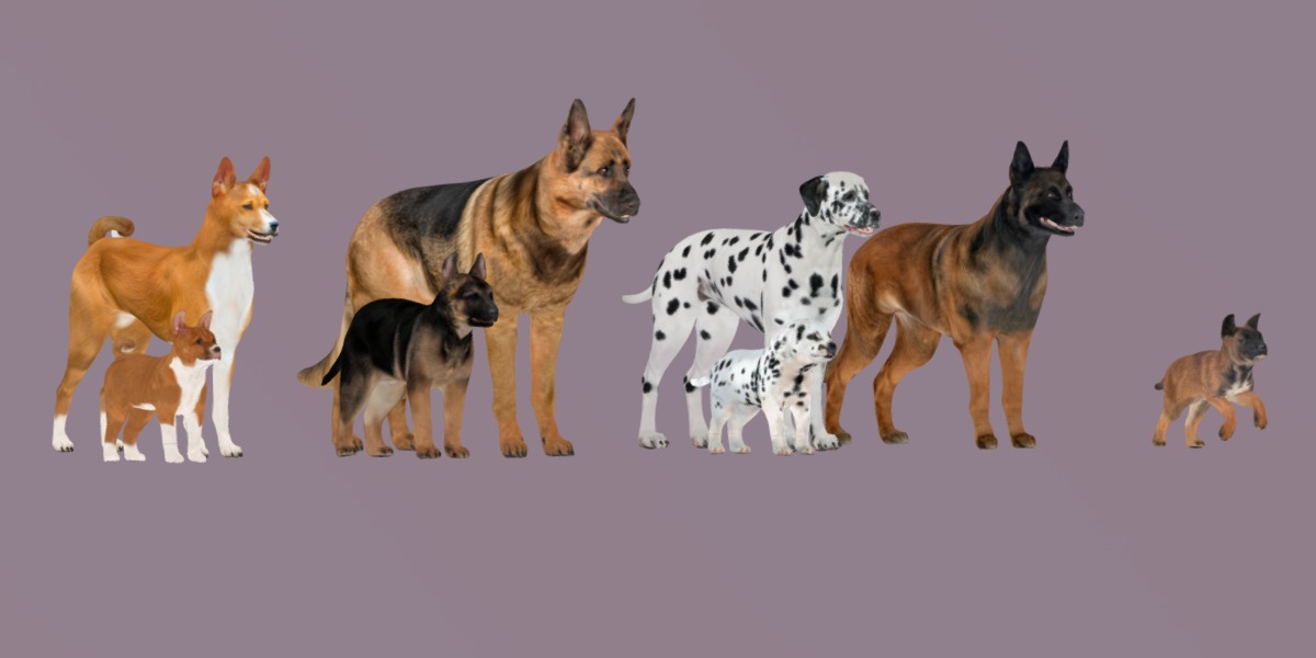 Dogs Family Assets Bundle  Low-poly 3D model_33