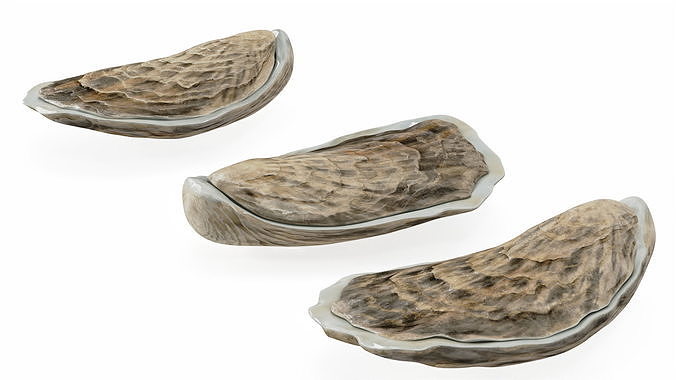 Three Closed Oysters 3D model 6