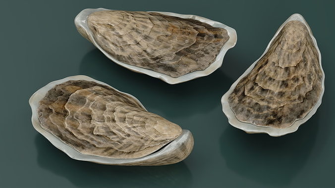 Three Closed Oysters 3D model 3