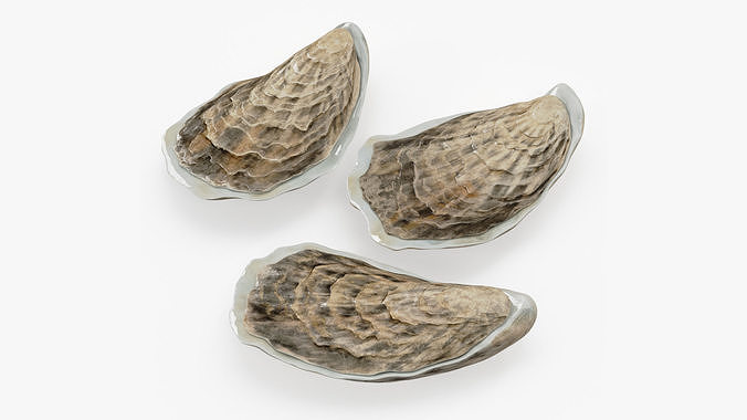 Three Closed Oysters 3D model 5