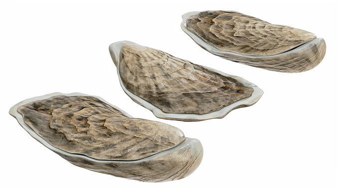 Three Closed Oysters 3D model 7