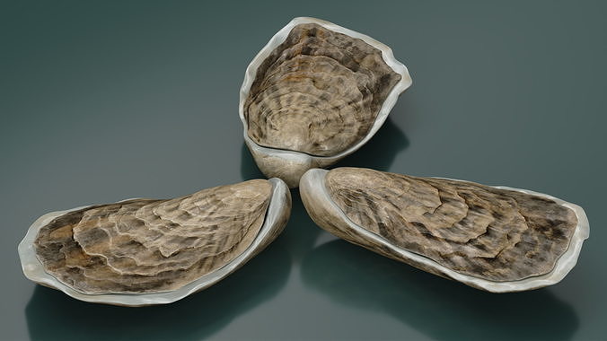 Three Closed Oysters 3D model 4