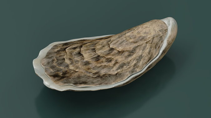 Oyster 3D model 3