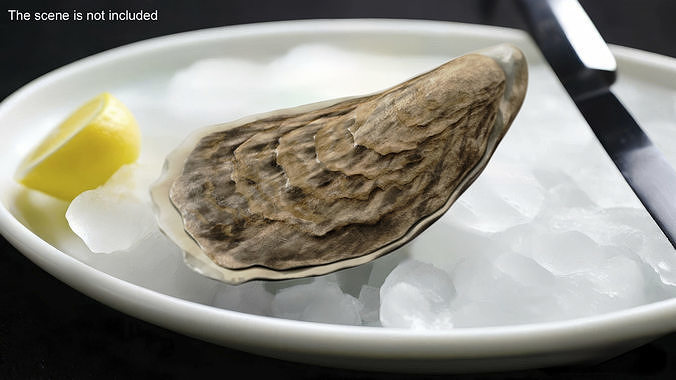 Oyster 3D model 2