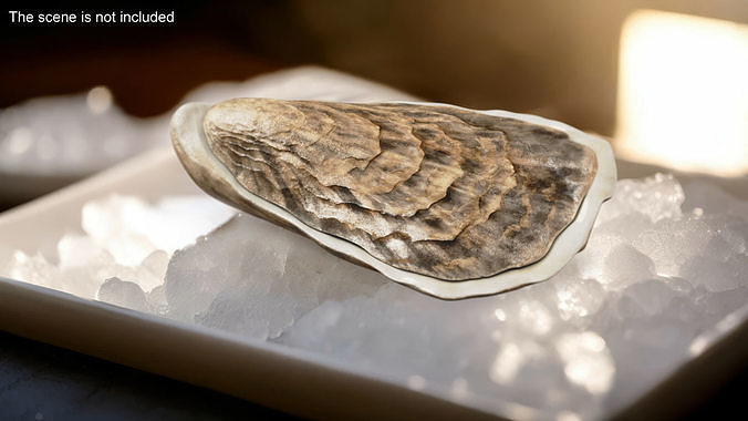 Oyster 3D model