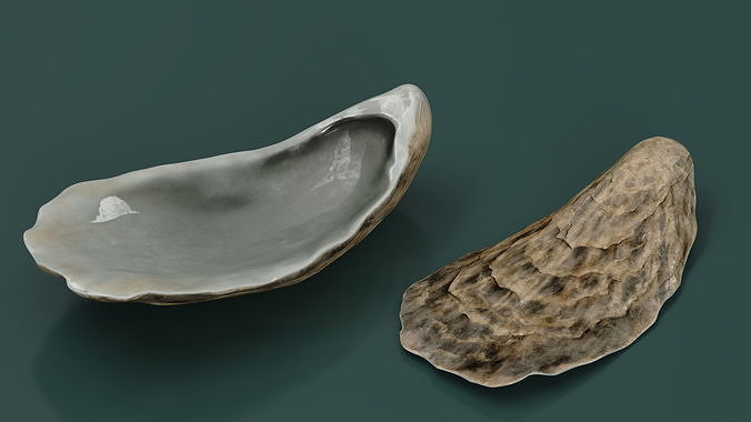 Oyster 3D model 4