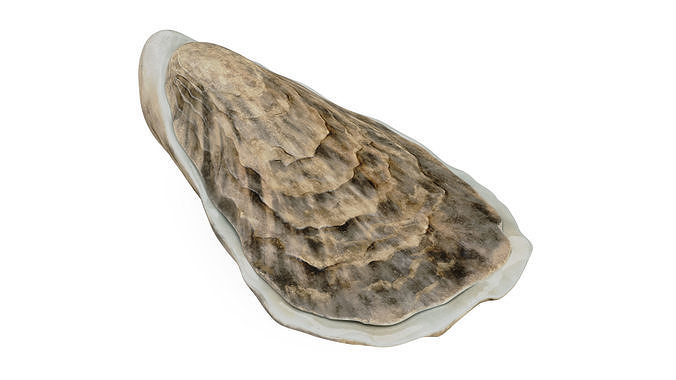 Oyster 3D model 5