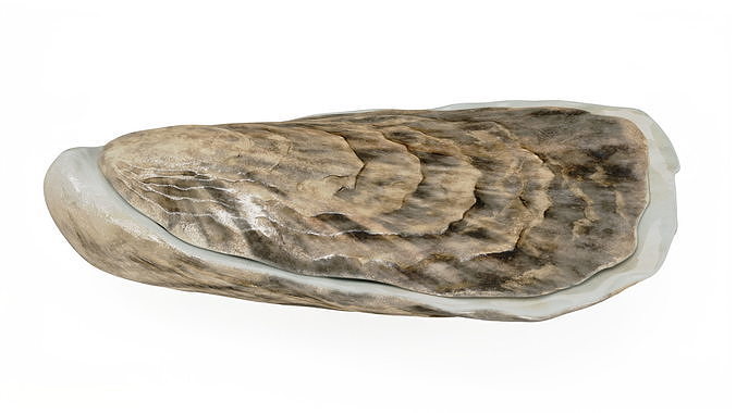 Oyster 3D model 6