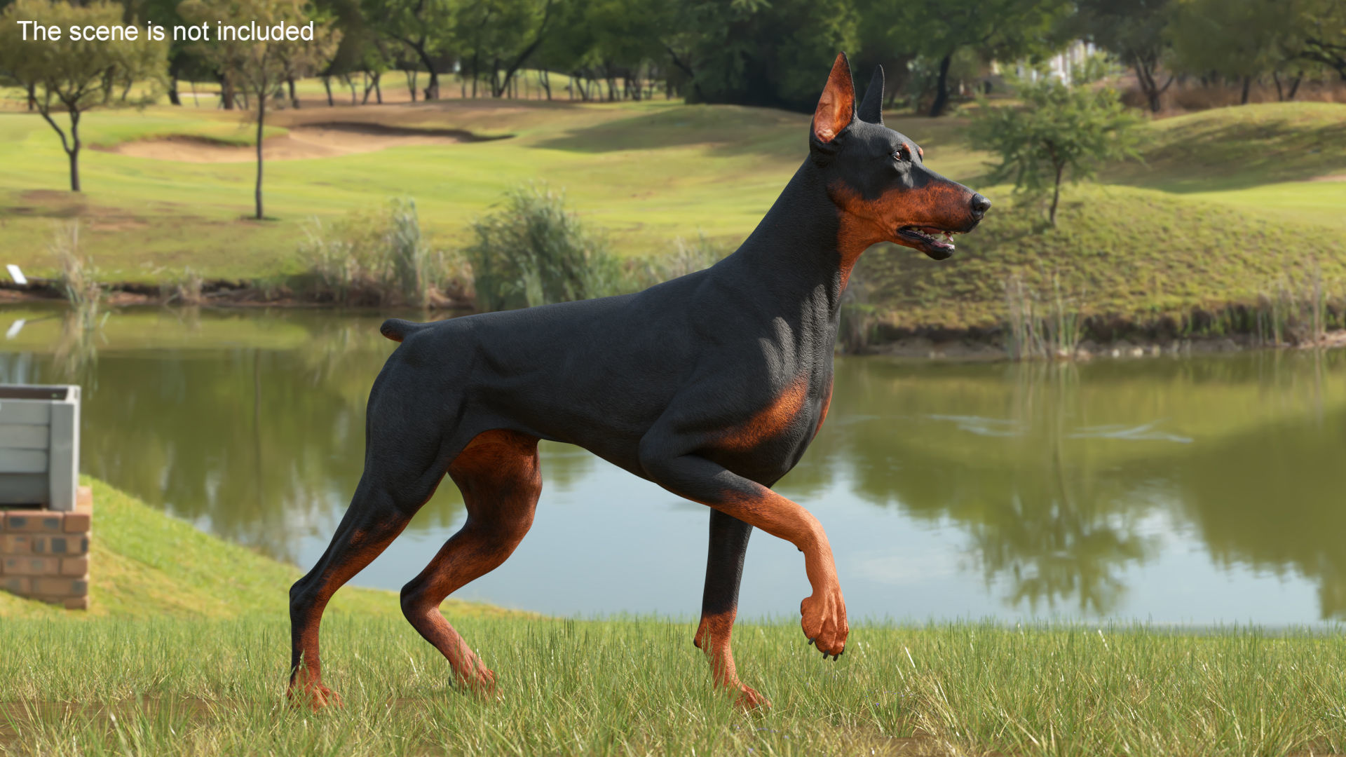 Doberman Pinscher Dog Rigged 3D model