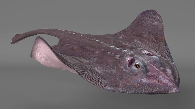 Gray Stingray Floating on the Bottom 3D model 5