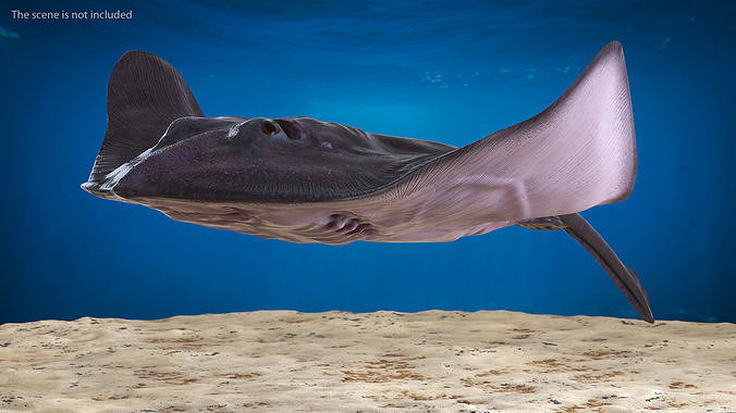 Gray Stingray Floating on the Bottom 3D model