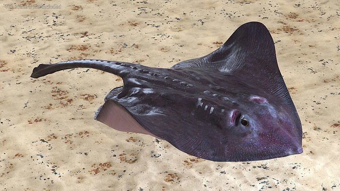 Gray Stingray Floating on the Bottom 3D model 2