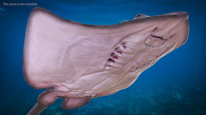 Gray Stingray Floating on the Bottom 3D model 4