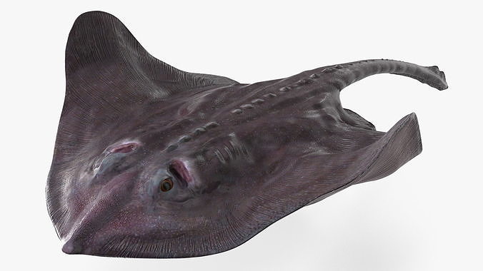 Gray Stingray Floating on the Bottom 3D model 7