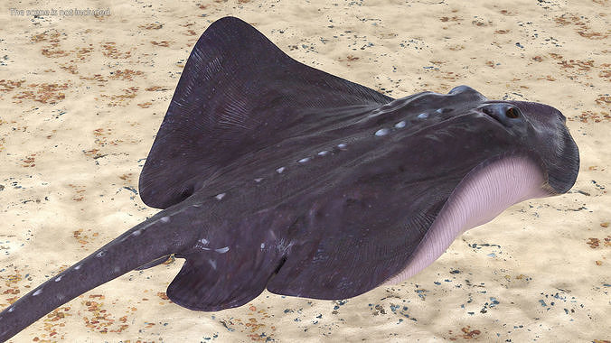Gray Stingray Floating on the Bottom 3D model 3