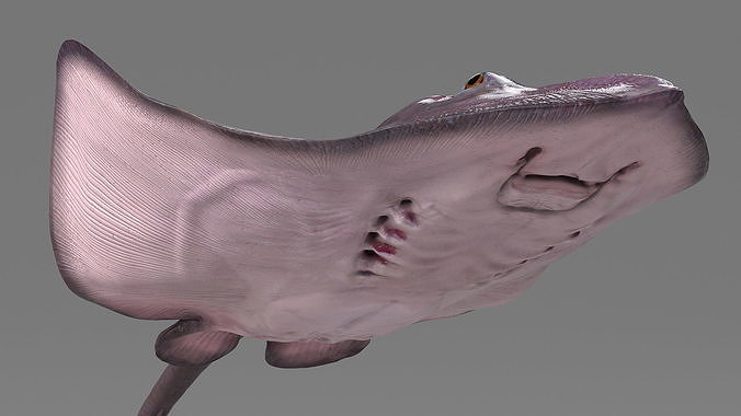 Gray Stingray Floating on the Bottom 3D model 6