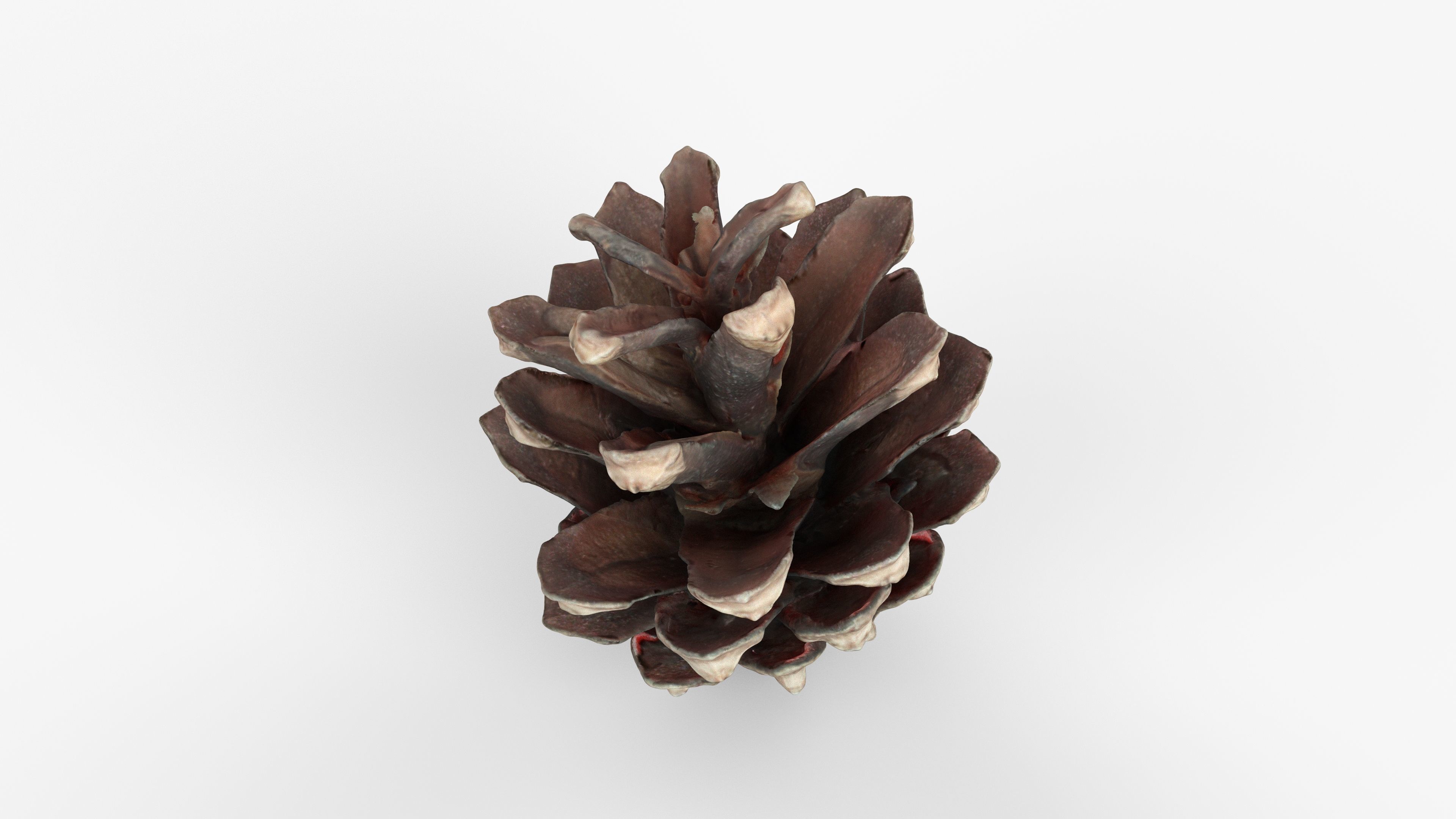 Photorealistic 3D scan of pine conifer cone Low-poly 3D model_10