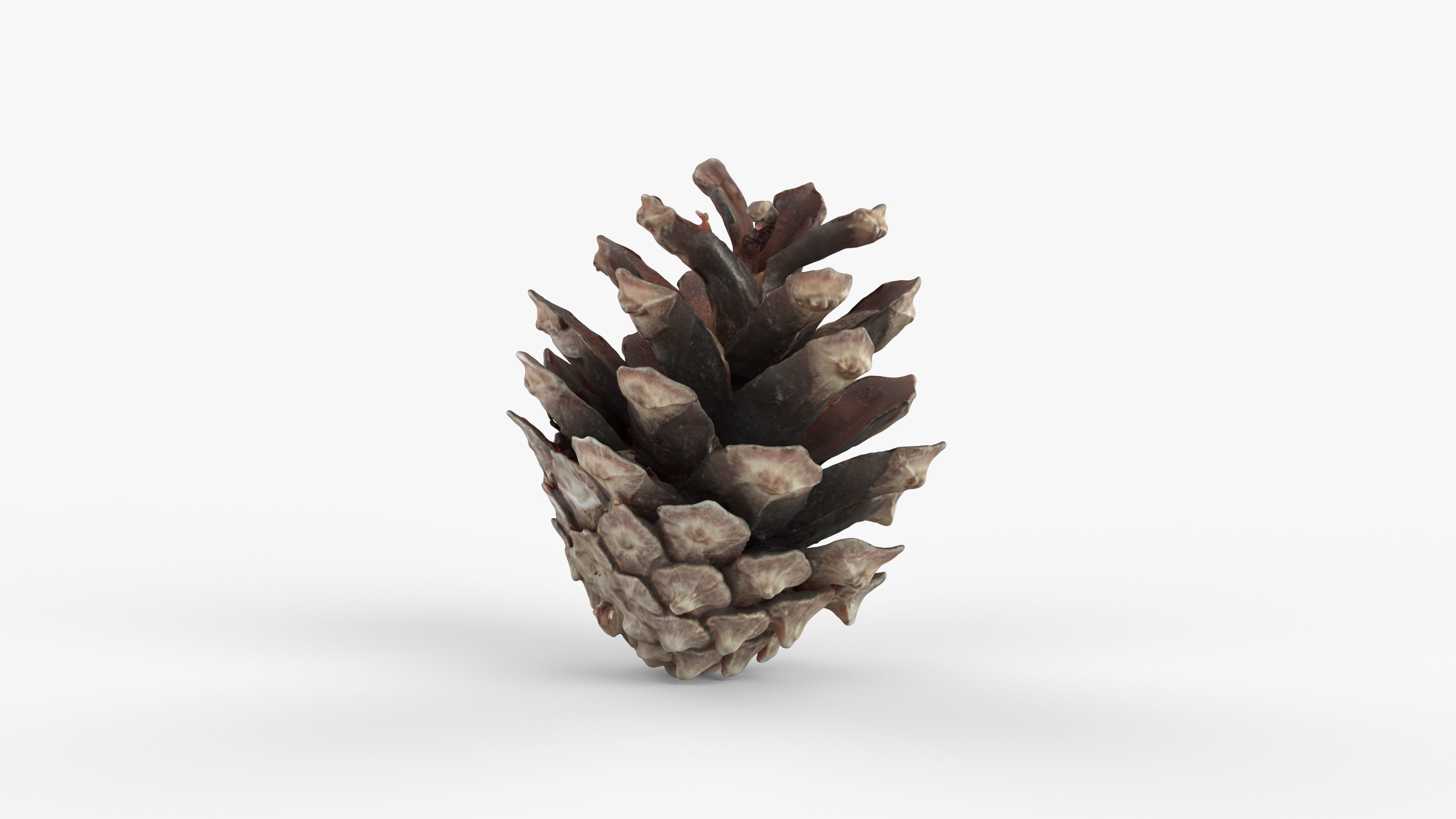 Photorealistic 3D scan of pine conifer cone Low-poly 3D model_1