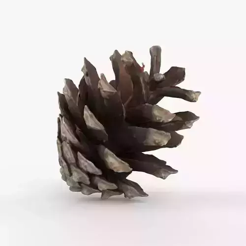 Photorealistic 3D scan of pine conifer cone Low-poly 3D model