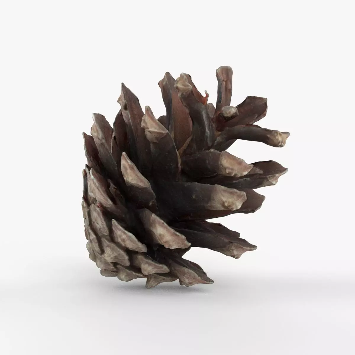 Photorealistic 3D scan of pine conifer cone Low-poly 3D model_0