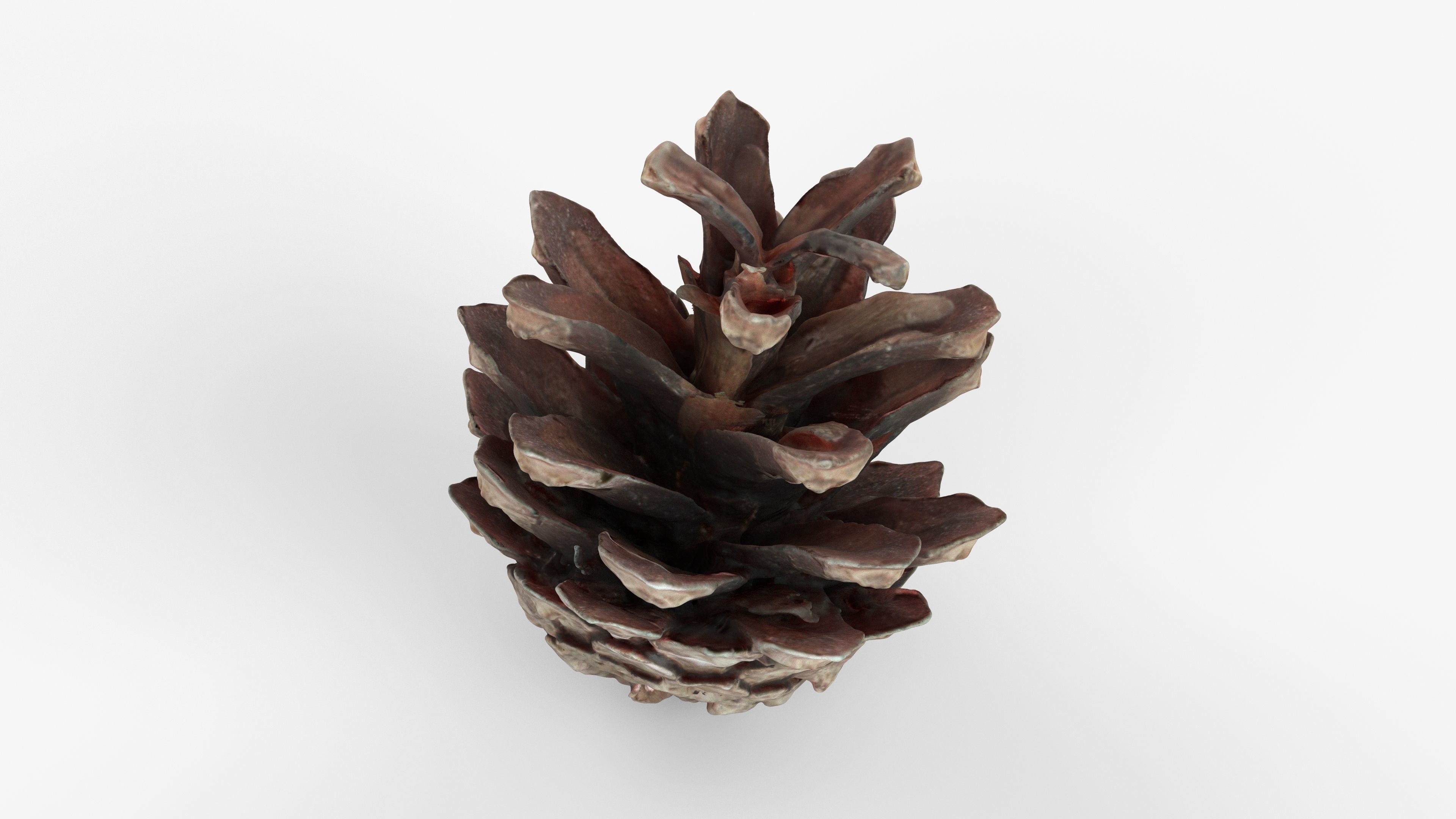 Photorealistic 3D scan of pine conifer cone Low-poly 3D model_7