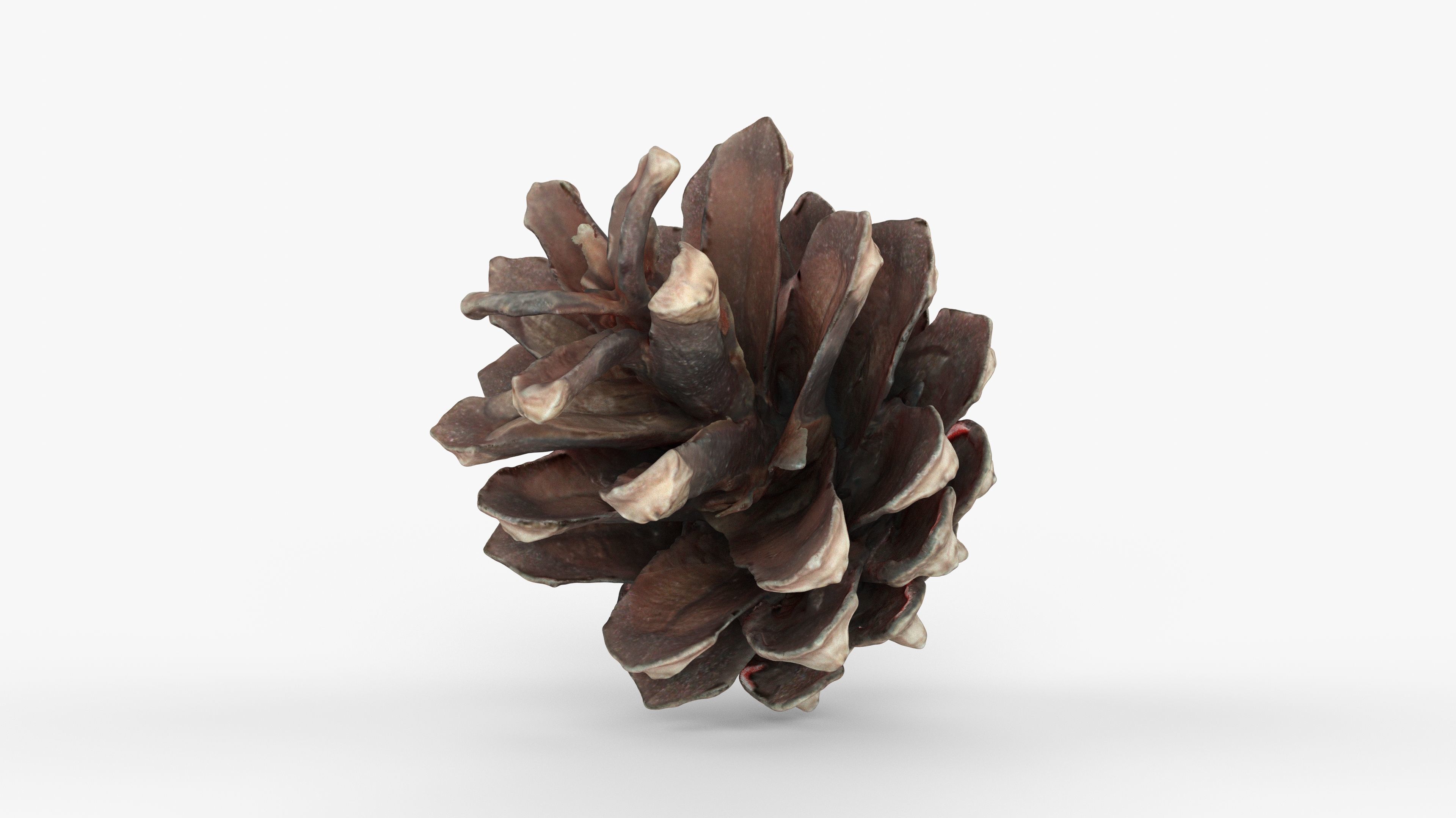 Photorealistic 3D scan of pine conifer cone Low-poly 3D model_11