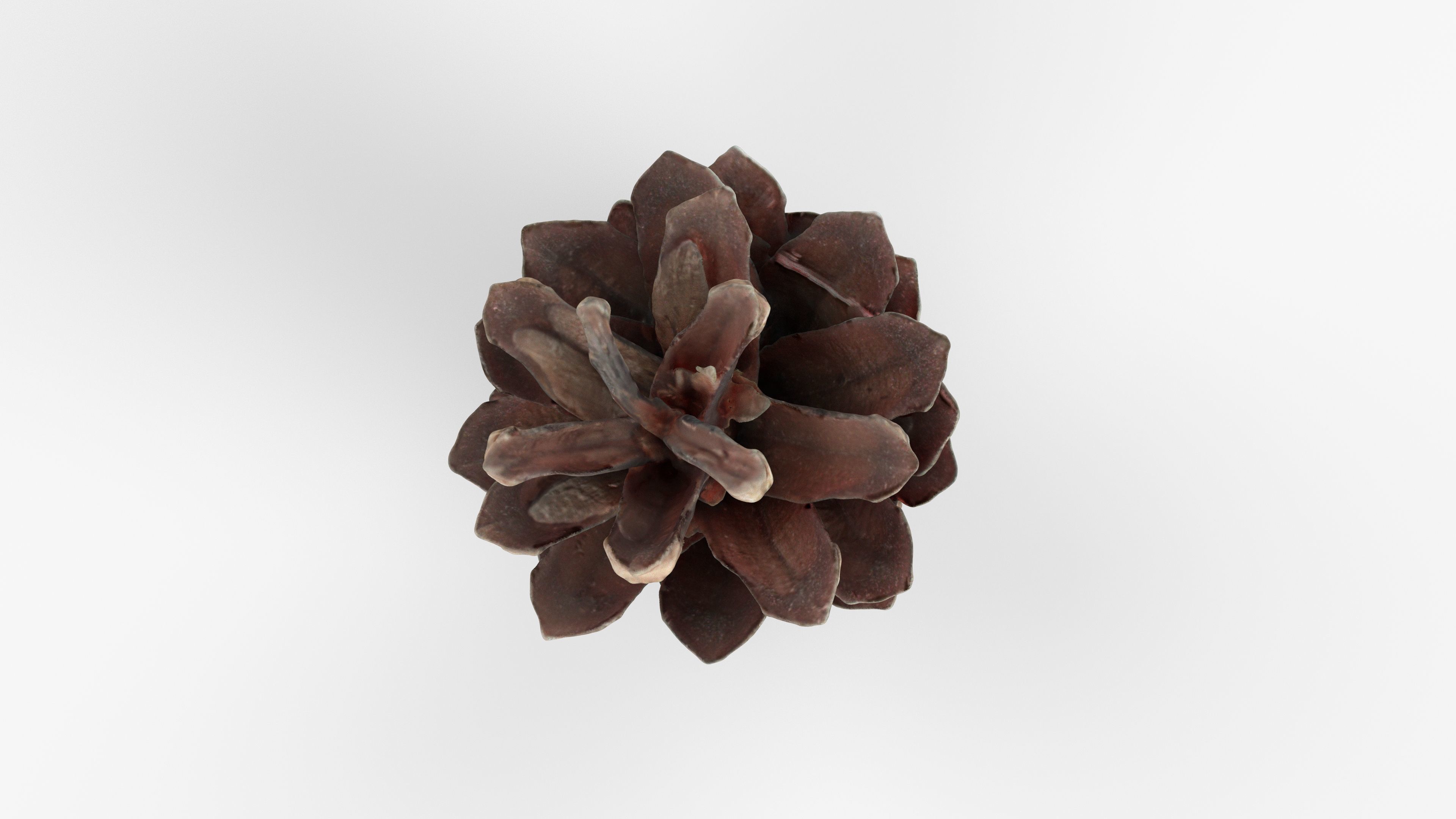 Photorealistic 3D scan of pine conifer cone Low-poly 3D model_5