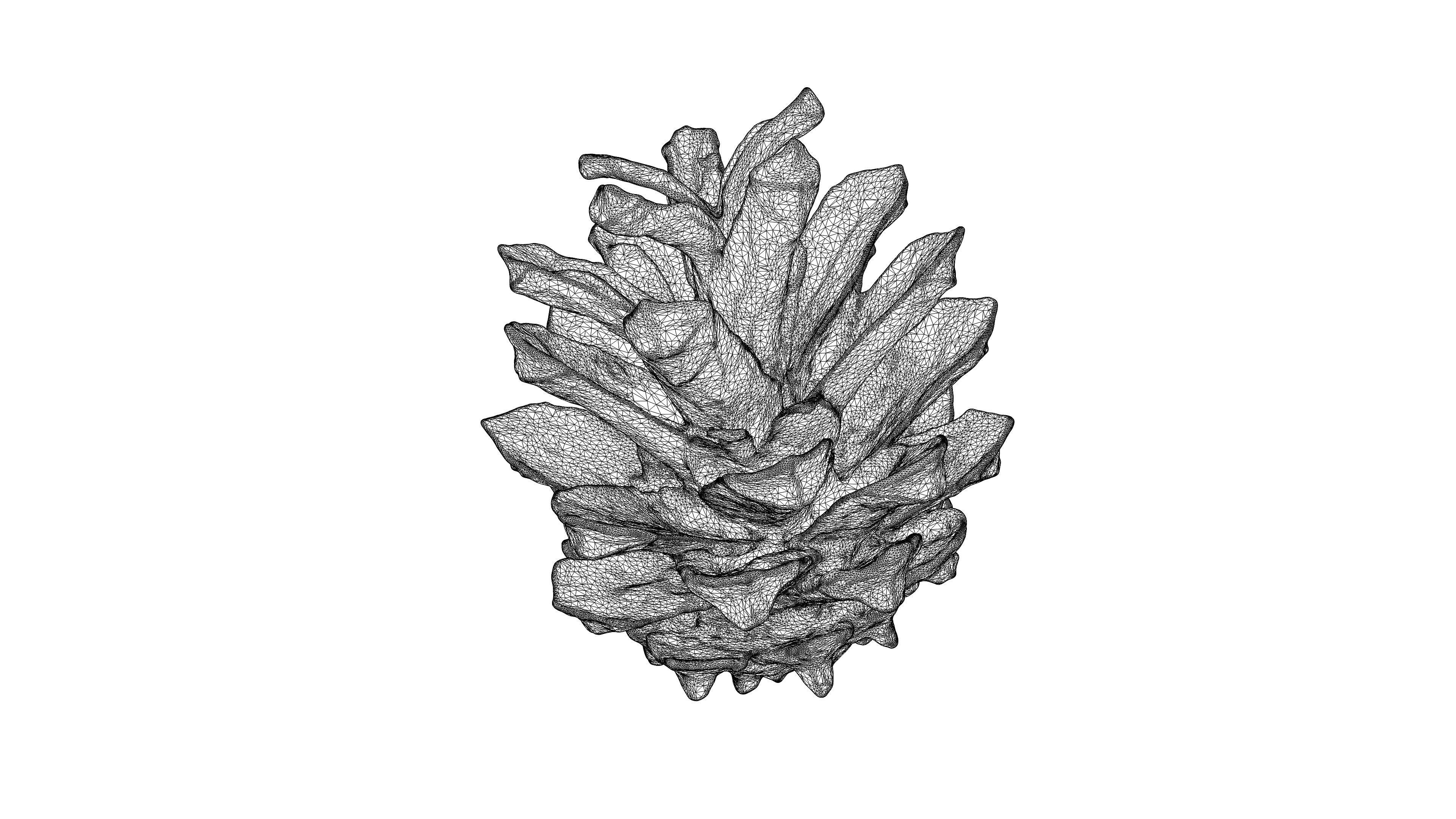 Photorealistic 3D scan of pine conifer cone Low-poly 3D model_20