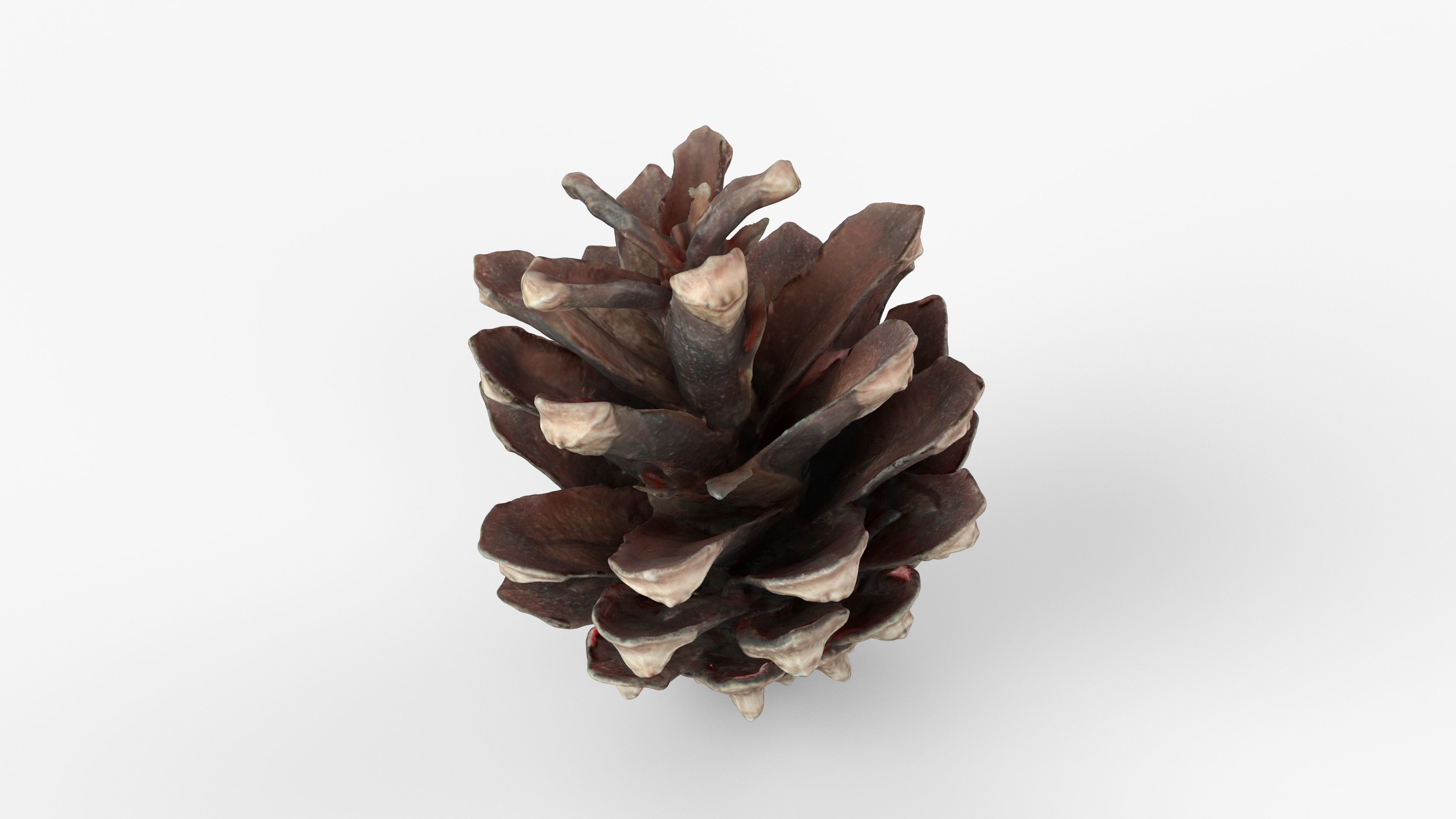 Photorealistic 3D scan of pine conifer cone Low-poly 3D model_4