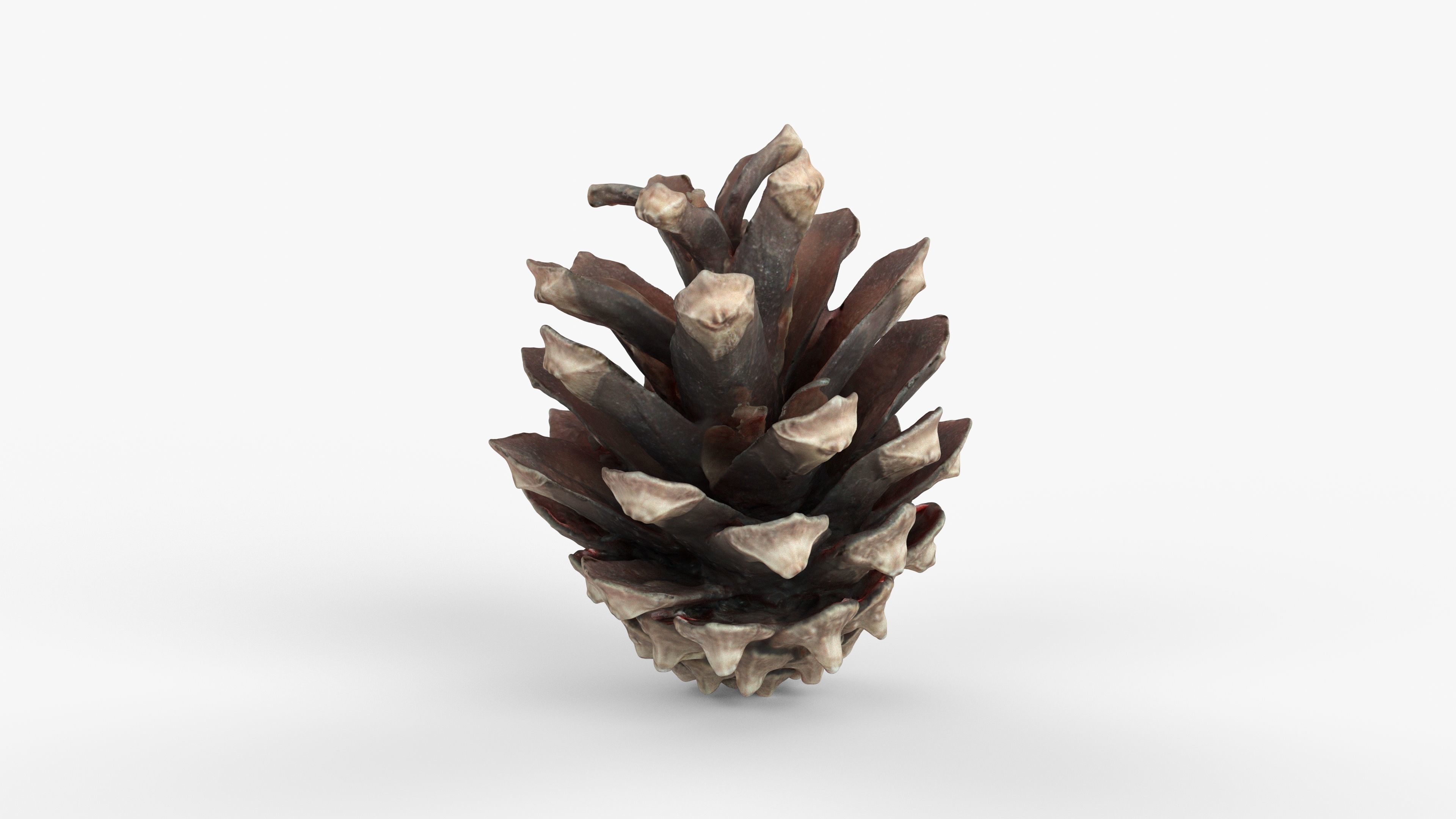 Photorealistic 3D scan of pine conifer cone Low-poly 3D model_6