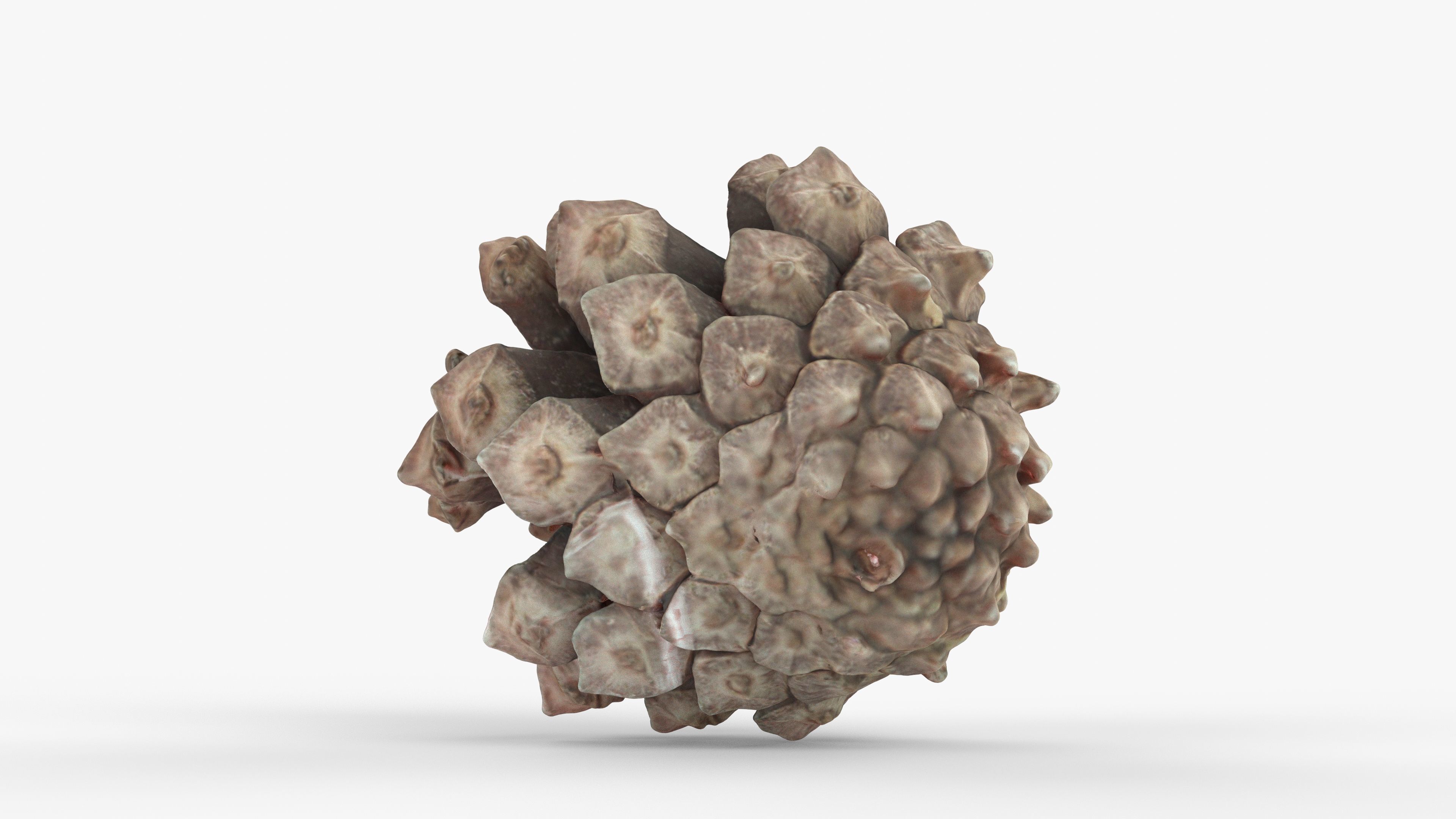 Photorealistic 3D scan of pine conifer cone Low-poly 3D model_2