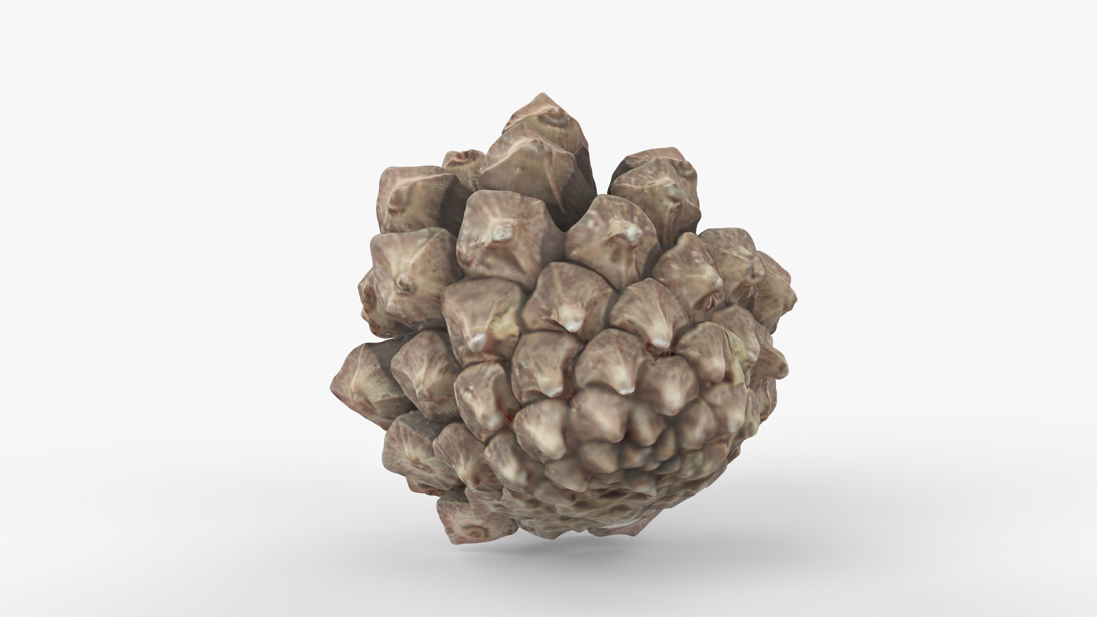 Photorealistic 3D scan of pine conifer cone Low-poly 3D model_3
