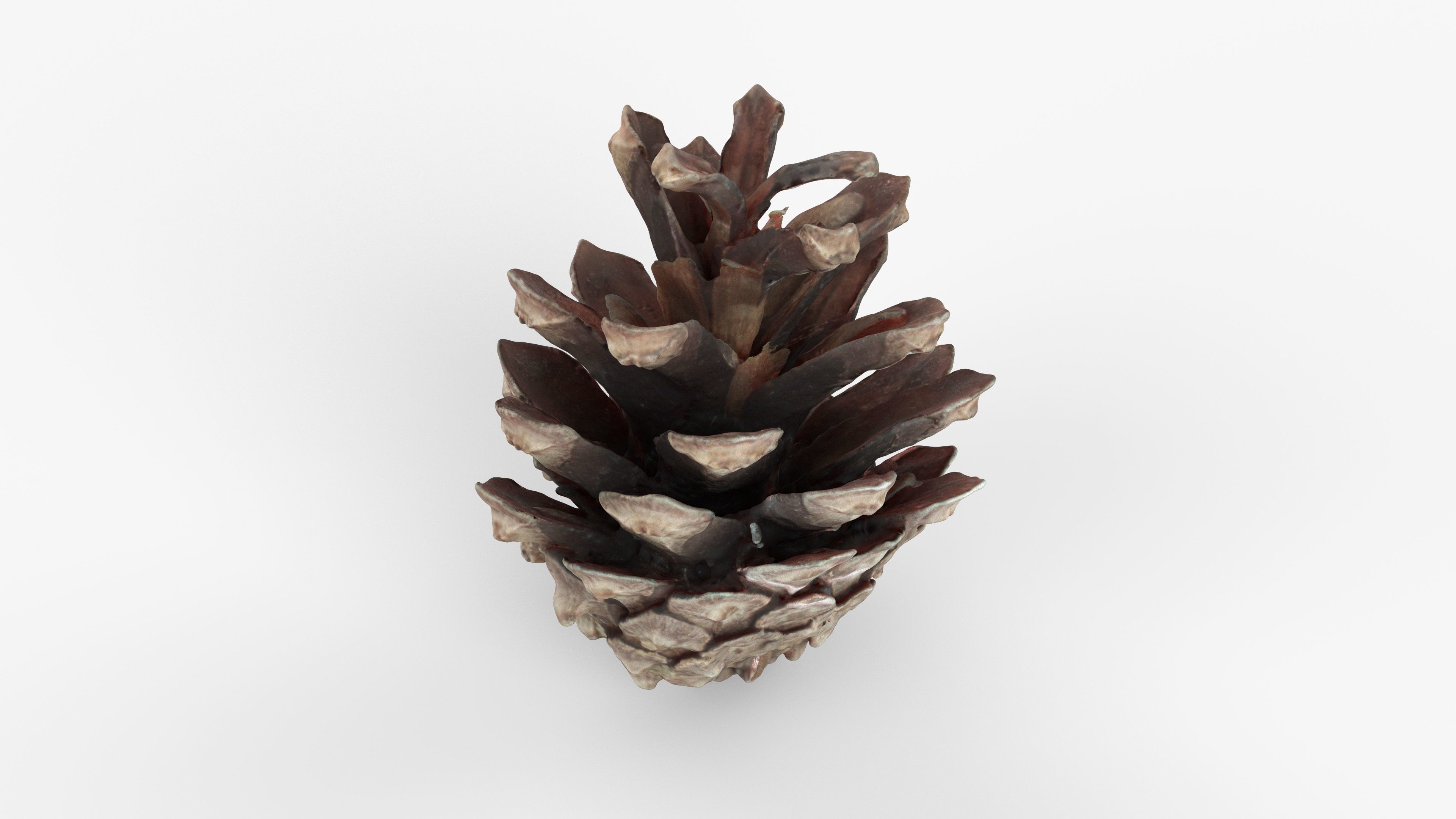 Photorealistic 3D scan of pine conifer cone Low-poly 3D model_13