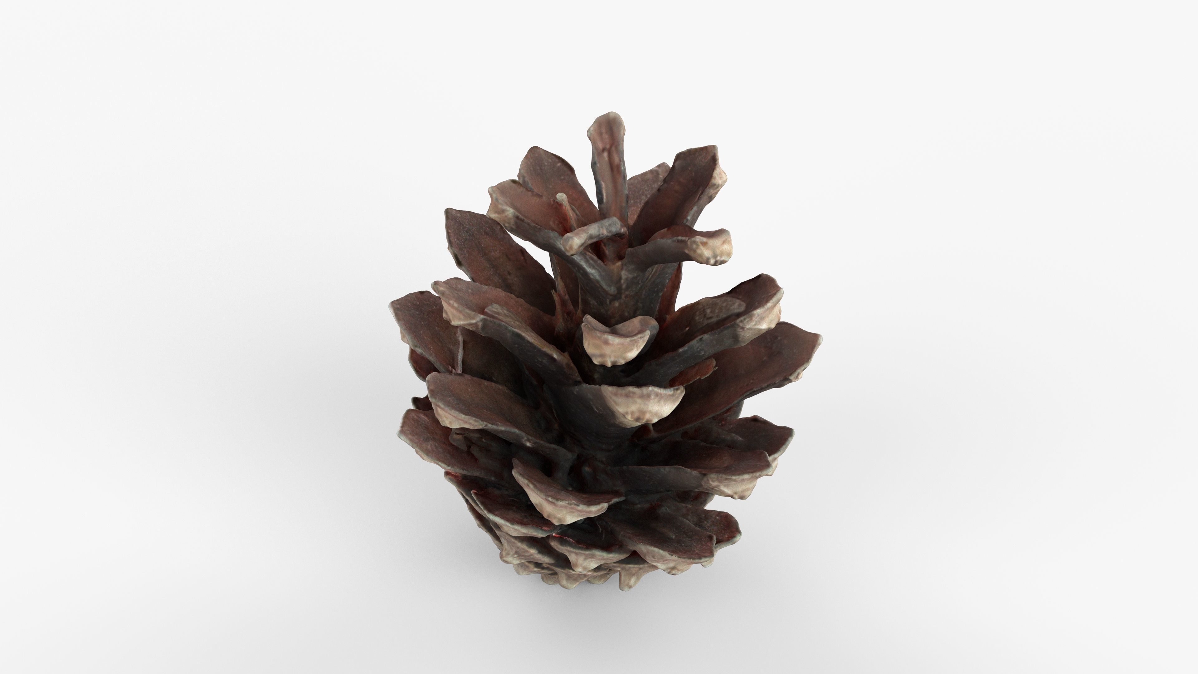 Photorealistic 3D scan of pine conifer cone Low-poly 3D model_8