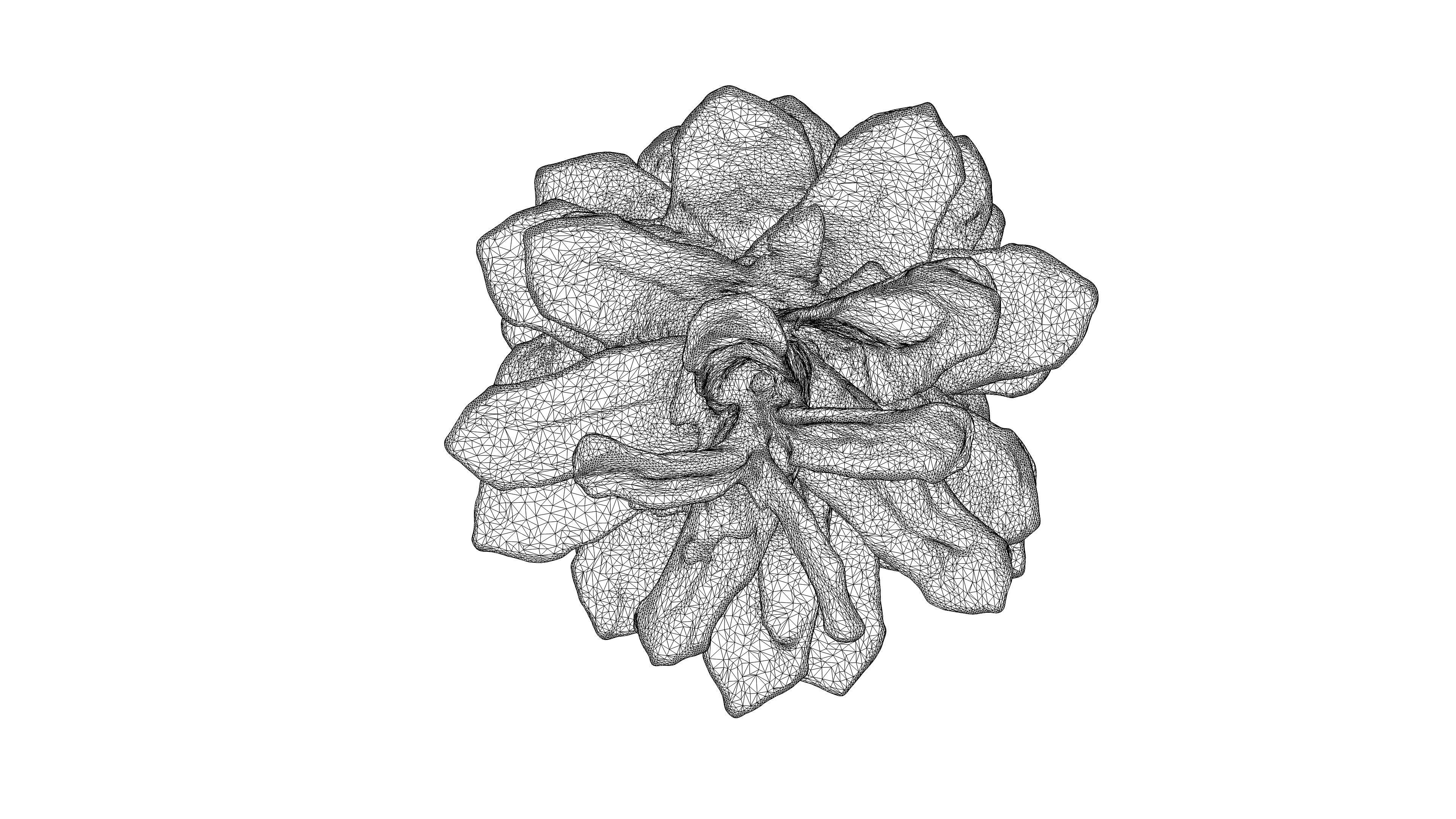 Photorealistic 3D scan of pine conifer cone Low-poly 3D model_23